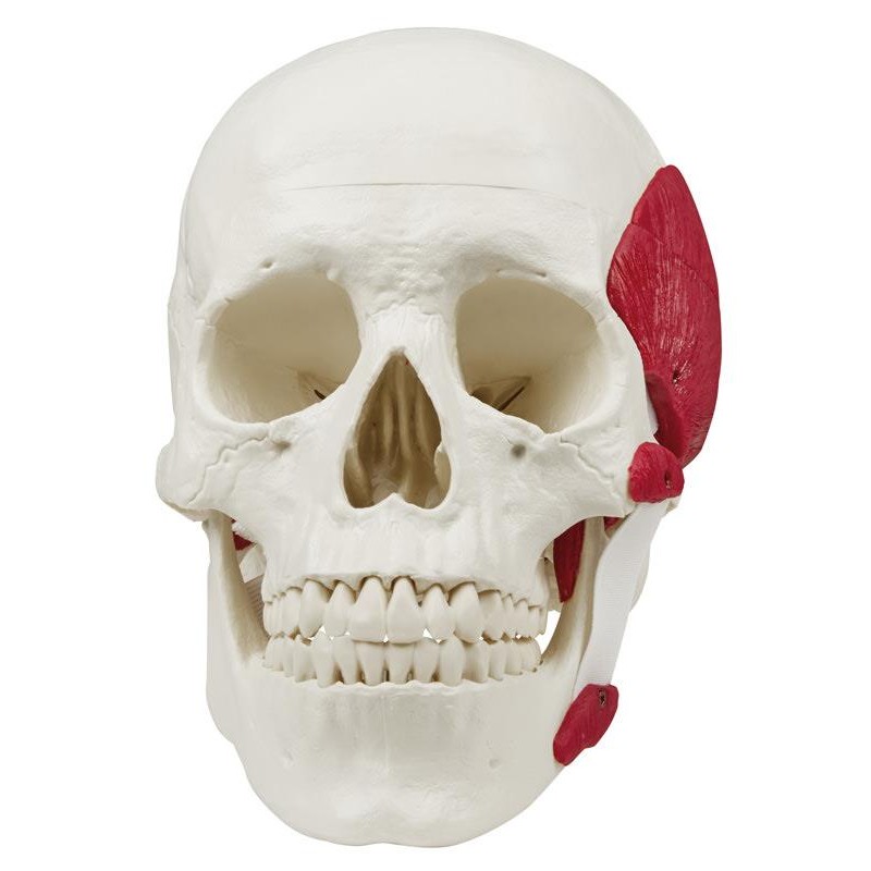 Erler-Zimmer Model Human Skull With Muscles of Mastication